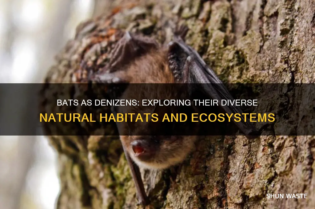 what environment can a bat be considered a denizen of