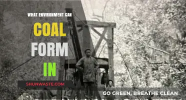 Exploring the Ancient Swamps: Where Coal Formation Begins and Thrives
