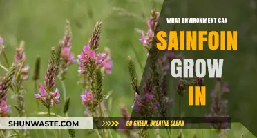 Optimal Conditions for Sainfoin Growth: Soil, Climate, and Habitat Insights