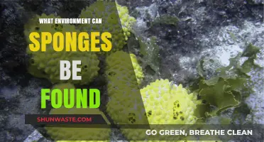 Exploring Sponges: Habitats and Environments Where These Creatures Thrive