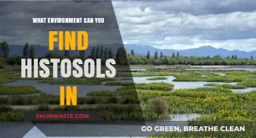 Where Histosols Thrive: Exploring Their Unique Environmental Habitats