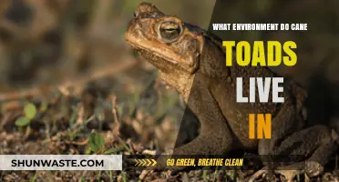 Exploring the Natural Habitats of Cane Toads: Where Do They Thrive?