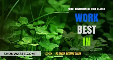 Optimal Conditions for Clover Growth: Soil, Climate, and Sunlight Essentials
