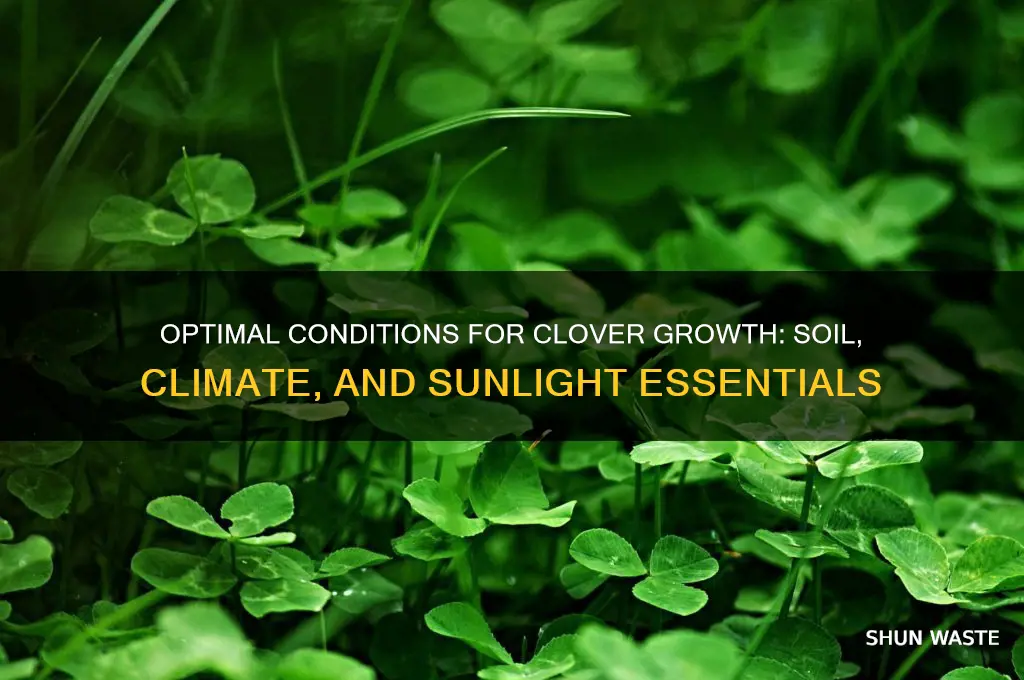 what environment does clover work best in