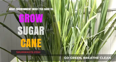 Ideal Conditions for Growing Sugar Cane: Climate, Soil, and Water Needs