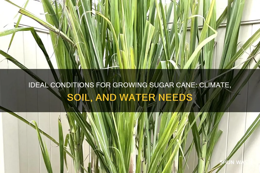 what environment must you have to grow sugar cane