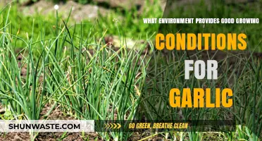 Ideal Soil, Climate, and Sunlight for Growing Garlic Successfully