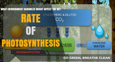 Environmental Factors Influencing Photosynthesis Rate: Key Variables Explored
