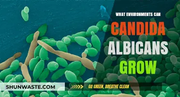 Where Candida Albicans Thrives: Exploring Its Ideal Growth Environments