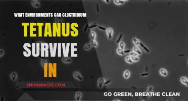 Where Clostridium Tetani Thrives: Exploring Its Survival Environments