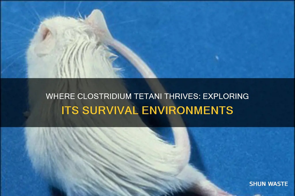 what environments can clostridium tetanus survive in