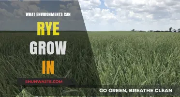 Rye's Resilience: Exploring the Diverse Environments Where It Thrives