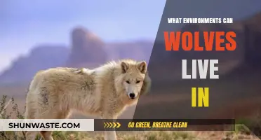 Where Wolves Roam: Exploring Their Diverse Habitat Adaptations