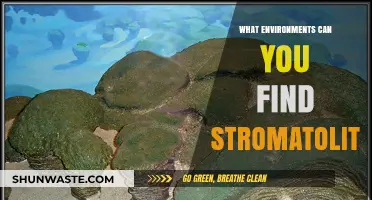 Exploring Stromatolites: Habitats and Environments Where These Ancient Fossils Thrive