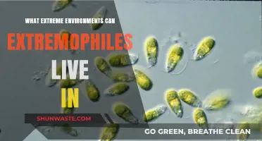 Extreme Survival: Where and How Extremophiles Thrive in Harsh Conditions