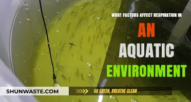 Exploring Factors Influencing Aquatic Respiration: Key Environmental Determinants