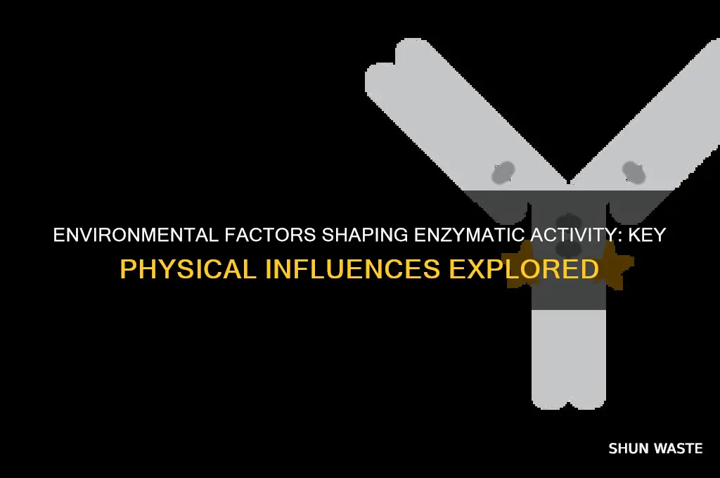 what factors of the physical environment impact enzymatic activity