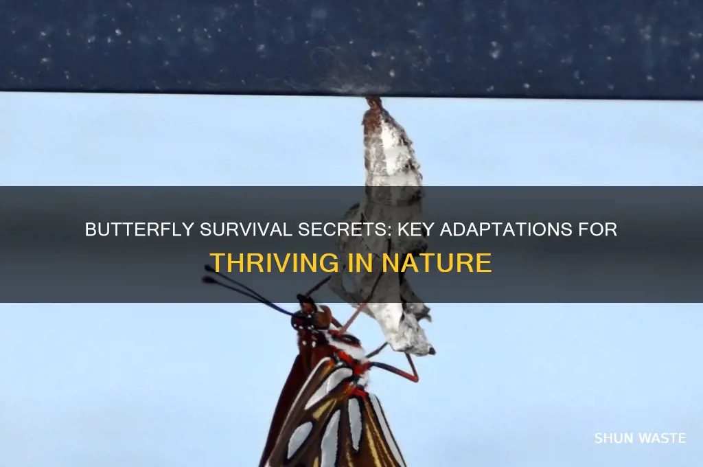 what features help a butterfly live in its environment