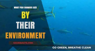How Environment Shapes Size: Fish That Adapt to Their Surroundings