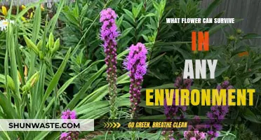 Tough Blooms: Discovering the Flower That Thrives Everywhere, Anytime