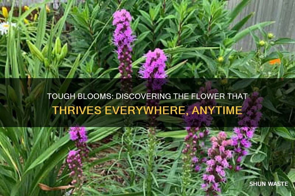 what flower can survive in any environment