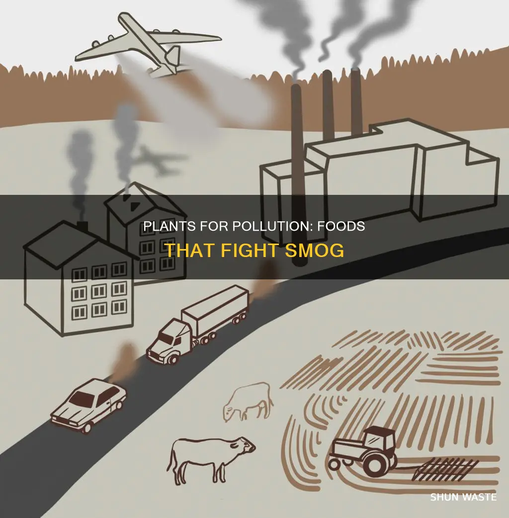 what food helps air pollution