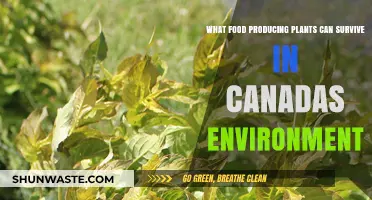 Cold-Hardy Crops: Food-Producing Plants Thriving in Canada's Climate