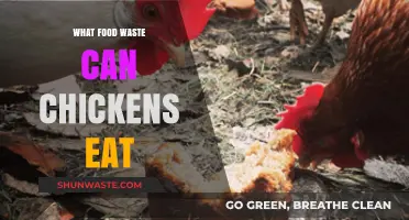 Sustainable Feeding: What Food Waste Can Chickens Eat?
