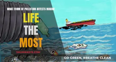 Understanding Marine Life's Worst Pollutant