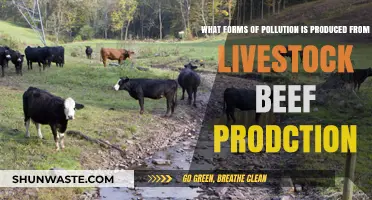 Livestock's Dark Side: Pollution from Beef Production