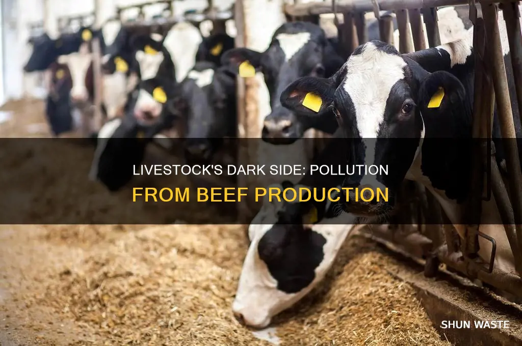 what forms of pollution is produced from livestock beef prodction