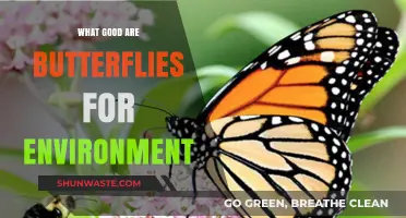 Butterflies' Vital Role: Pollination, Biodiversity, and Ecosystem Health Explained