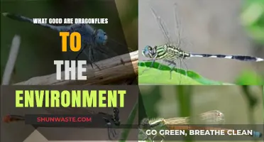 Dragonflies: Nature's Pest Control and Ecosystem Guardians Explained