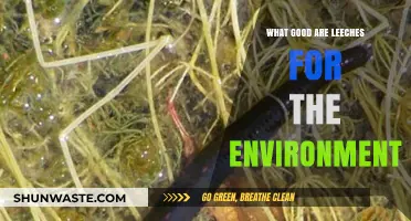 Leeches' Surprising Environmental Benefits: Uncovering Their Ecological Role