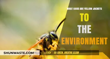 Yellow Jackets' Surprising Ecological Benefits: Pollinators, Pest Control, and Beyond