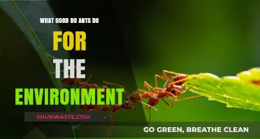 Ants' Vital Role: Environmental Benefits and Ecosystem Contributions Explained