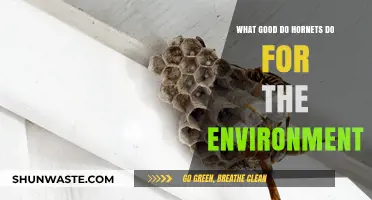 Hornets' Hidden Role: Environmental Benefits and Ecosystem Impact Explained