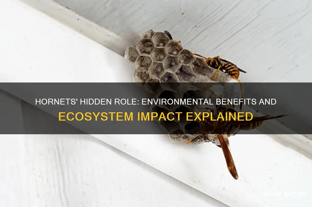what good do hornets do for the environment