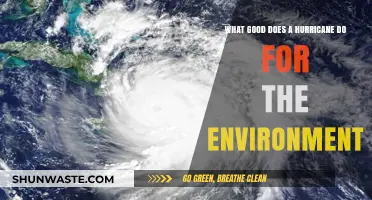 Hurricanes' Surprising Environmental Benefits: Renewal Amidst Destruction Explained