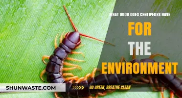 Centipedes' Surprising Ecological Benefits: Pest Control and Soil Health