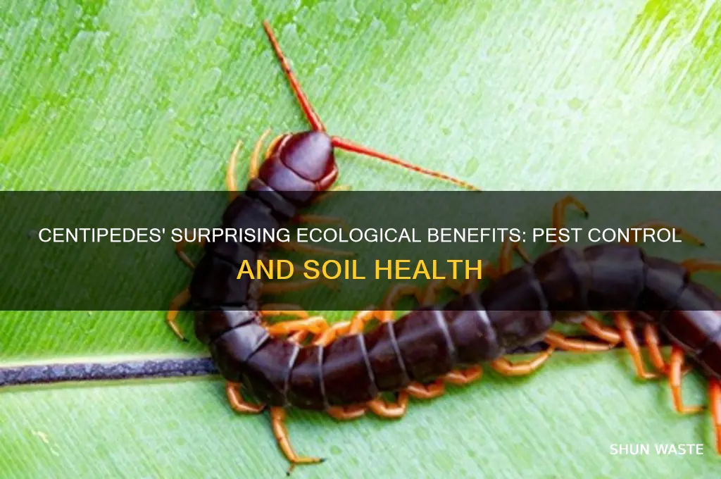 what good does centipedes have for the environment