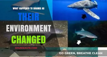 Sharks in Crisis: Adapting to a Rapidly Changing Environment