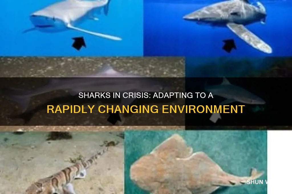 what happened to sharks as their environment changed