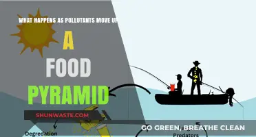 Food Pyramids: Pollutants' Journey and Impact