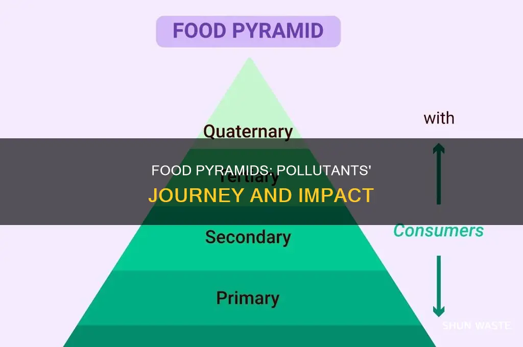 what happens as pollutants move up a food pyramid