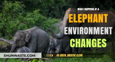 How Changing Habitats Impact Elephant Survival and Ecosystem Balance