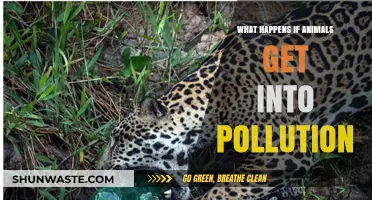 The Dark Side of Pollution: Animals at Risk