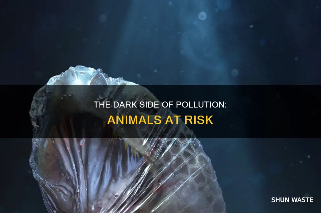 what happens if animals get into pollution