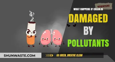 Air Pollution: Cilia Damage and Health Risks
