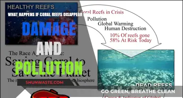 The Devastating Impact of Losing Coral Reefs to Pollution